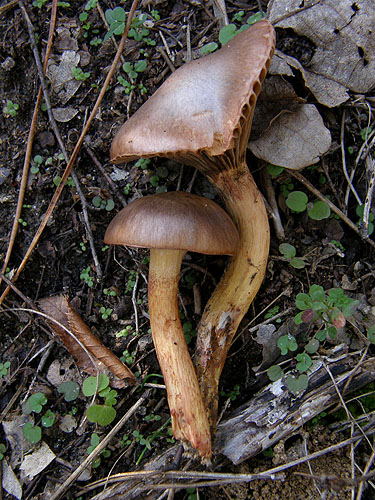 Chroogomphus rutilus Chroogomphus rutilus