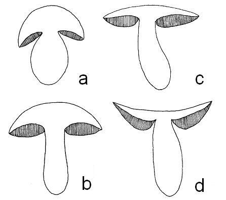 Cap shape Cap shape