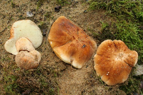 Gyroporus ammophilus Gyroporus ammophilus