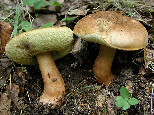 Gyroporus castaneus Gyroporus castaneus