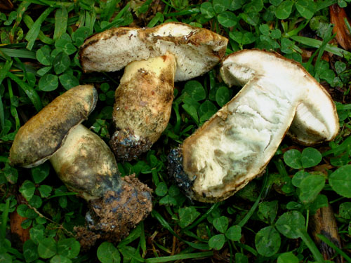 Gyroporus cyanescens Gyroporus cyanescens