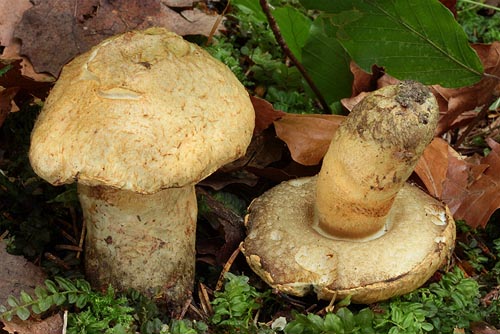 Gyroporus cyanescens Gyroporus cyanescens