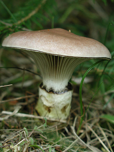 Gomphidius glutinosus