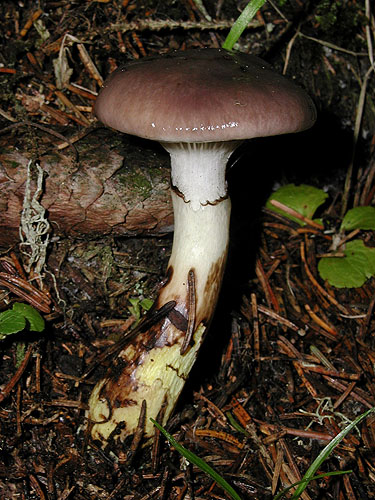 Gomphidius glutinosus
