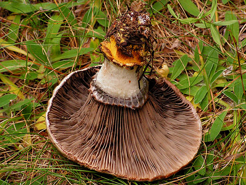 Gomphidius glutinosus
