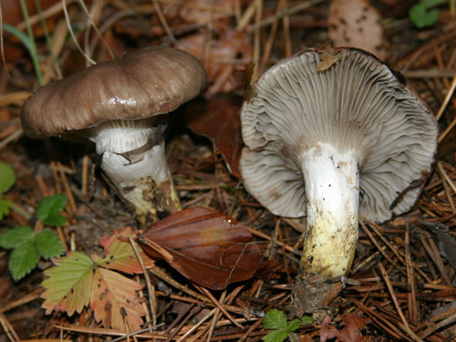 Gomphidius glutinosus