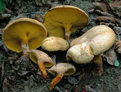 Gyrodon lividus