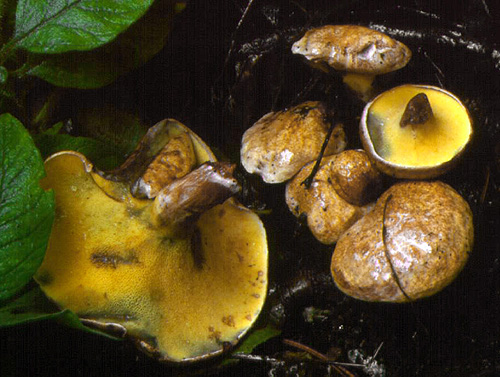 Gyrodon lividus