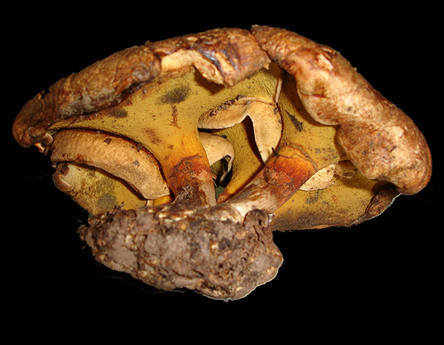 Gyrodon lividus