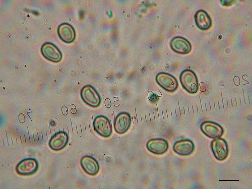 Gyrodon lividus spores