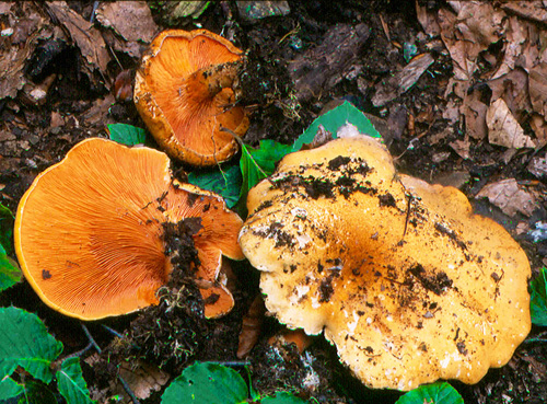Hygrophoropsis aurantiaca