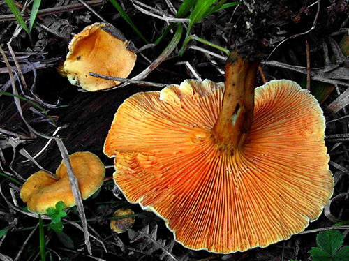 Hygrophoropsis aurantiaca