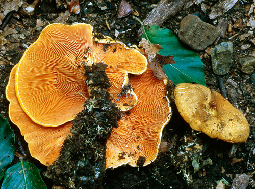 Hygrophoropsis aurantiaca