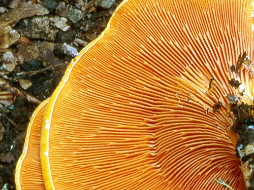 Hygrophoropsis aurantiaca