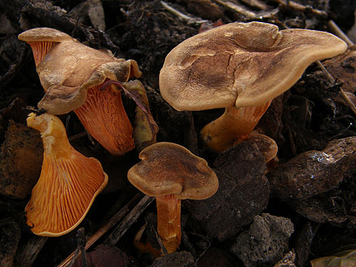 Hygrophoropsis rufa Hygrophoropsis rufa