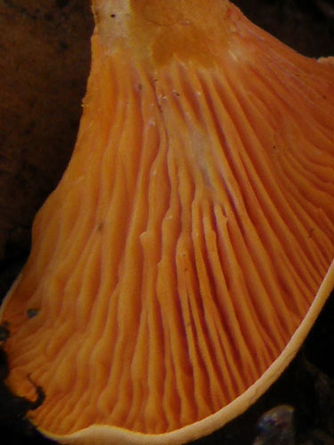 Hygrophoropsis rufa Hygrophoropsis rufa