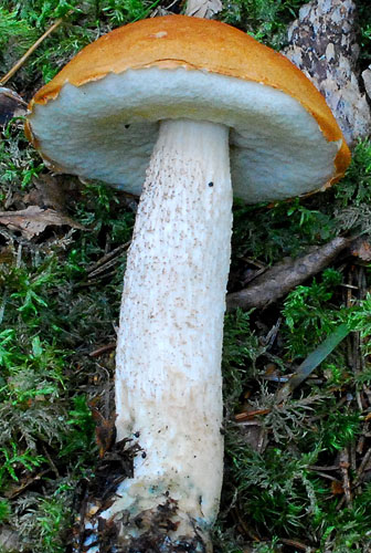 Leccinum albostipitatum Leccinum albostipitatum
