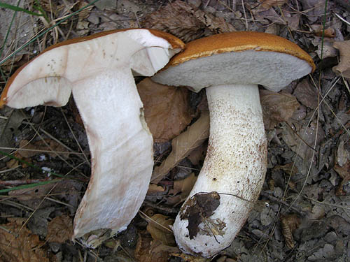 Leccinum albostipitatum Leccinum albostipitatum