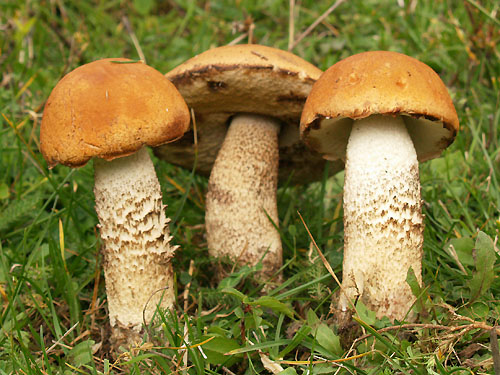 Leccinum aurantiacum