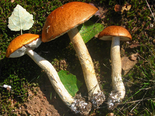 Leccinum aurantiacum