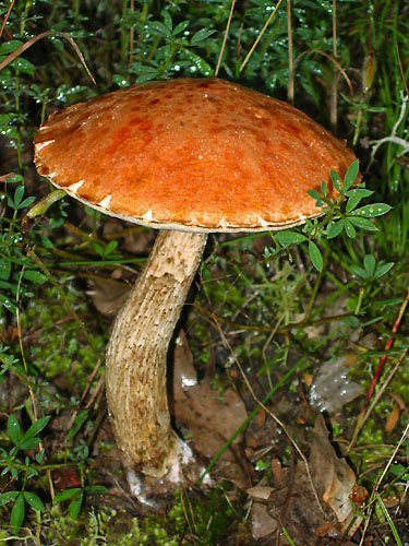 Leccinum aurantiacum