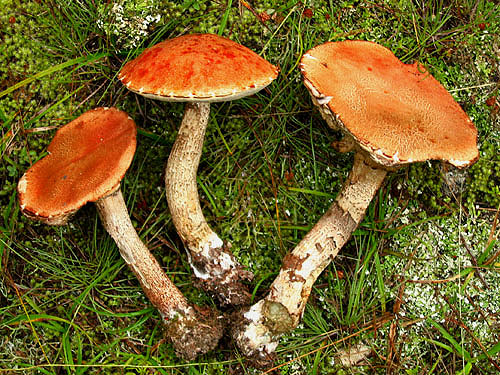 Leccinum aurantiacum