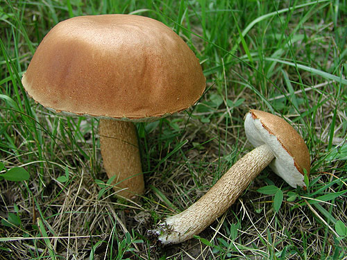Leccinum aurantiacum