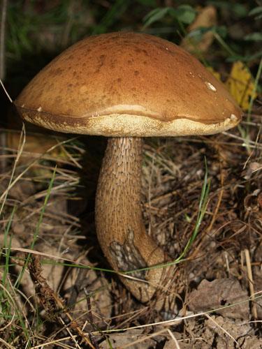 Leccinum aurantiacum