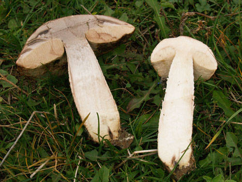 Leccinum aurantiacum