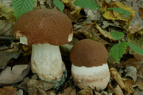 Leccinum aurantiacum