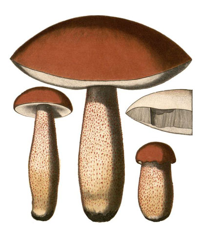 Leccinum aurantiacum