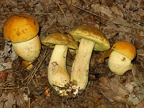 Leccinum crocipodium Leccinum crocipodium