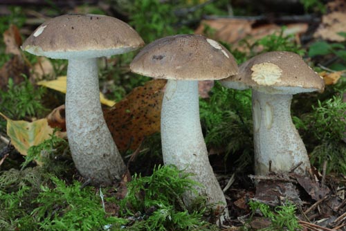 Leccinum cyaneobasileucum