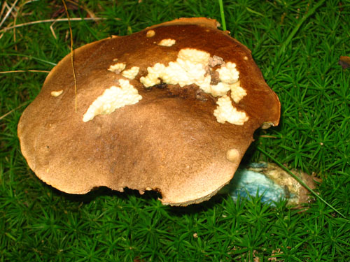Leccinum cyaneobasileucum