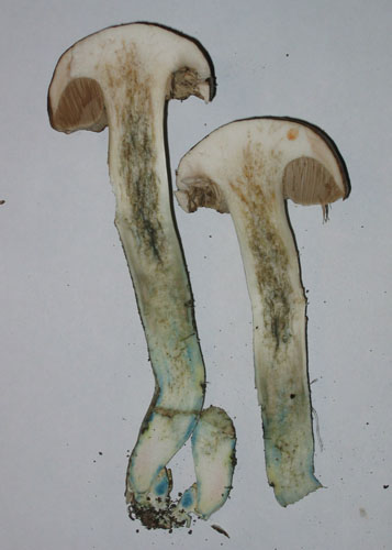 Leccinum cyaneobasileucum