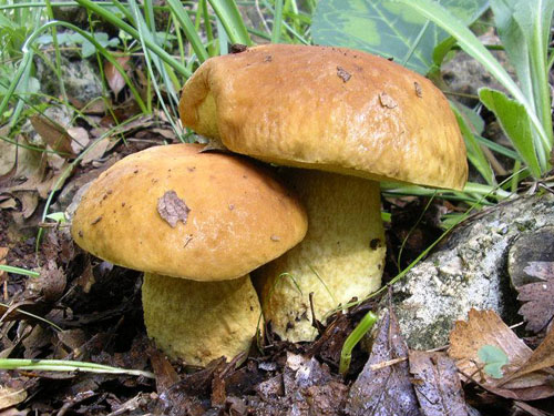 Leccinum lepidum Leccinum lepidum