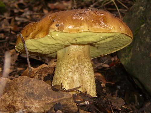 Leccinum lepidum Leccinum lepidum