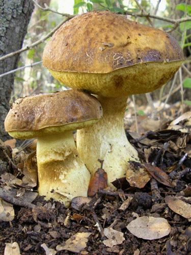 Leccinum lepidum Leccinum lepidum