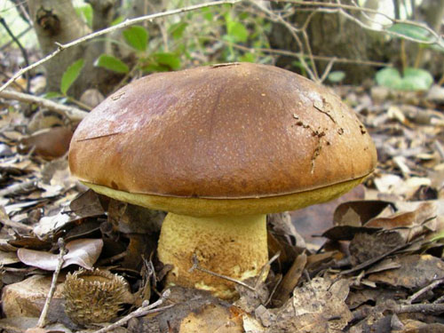 Leccinum lepidum Leccinum lepidum