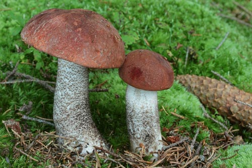 Leccinum piceinum Leccinum piceinum