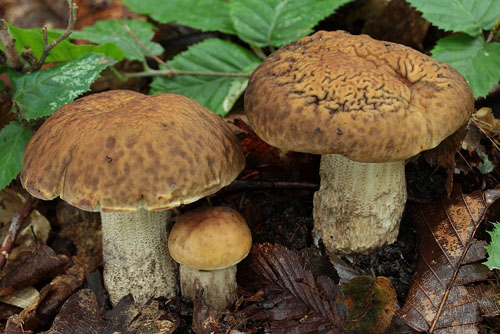 Leccinum pseudoscabrum