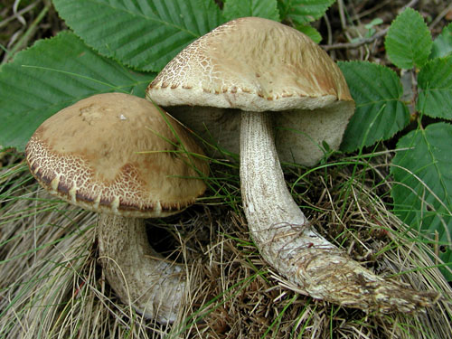 Leccinum pseudoscabrum