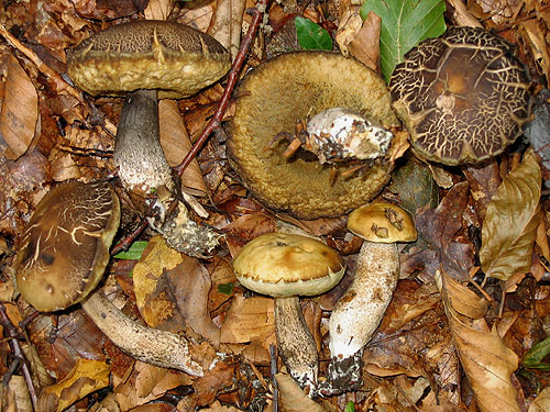 Leccinum pseudoscabrum