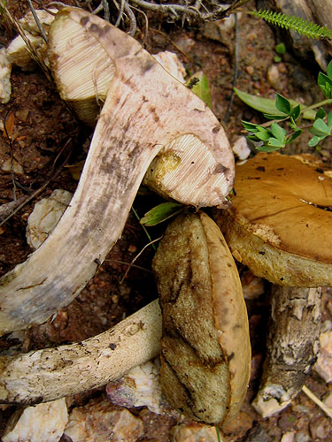 Leccinum pseudoscabrum