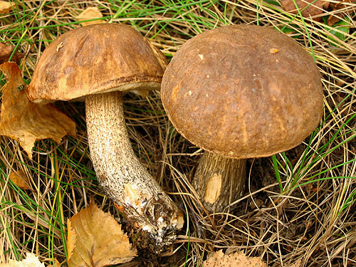 Leccinum scabrum Leccinum scabrum