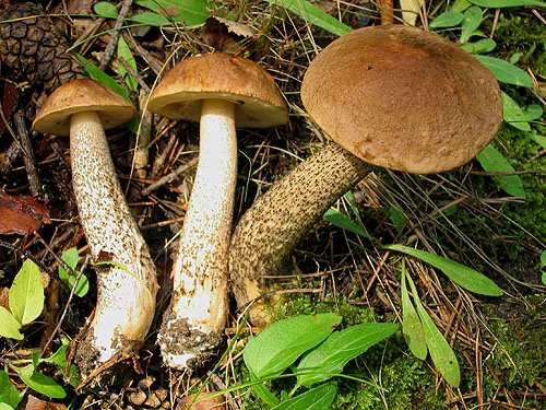Leccinum scabrum Leccinum scabrum