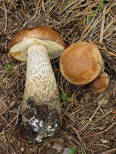 Leccinum scabrum Leccinum scabrum
