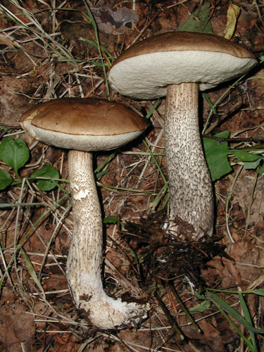 Leccinum scabrum Leccinum scabrum