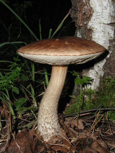 Leccinum scabrum Leccinum scabrum