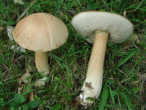 Leccinum scabrum Leccinum scabrum